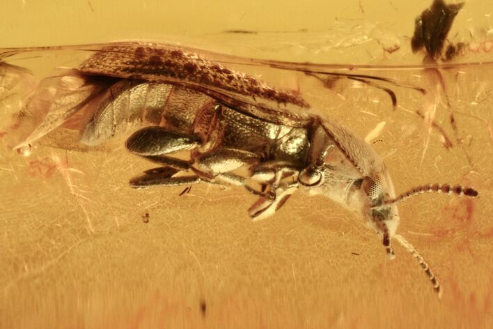 Detailed Hairy Fungus Beetle (Mycetophagidae) in Baltic Amber #273268